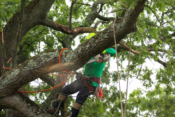 Tree Removal Services